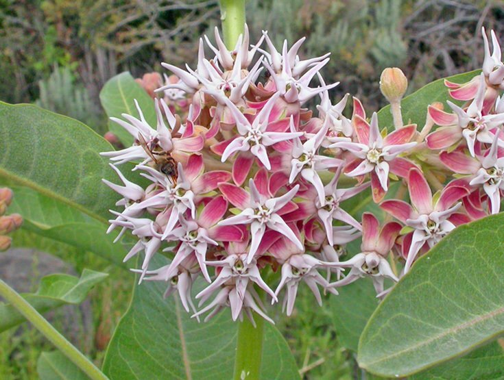 Asclepias speciosa