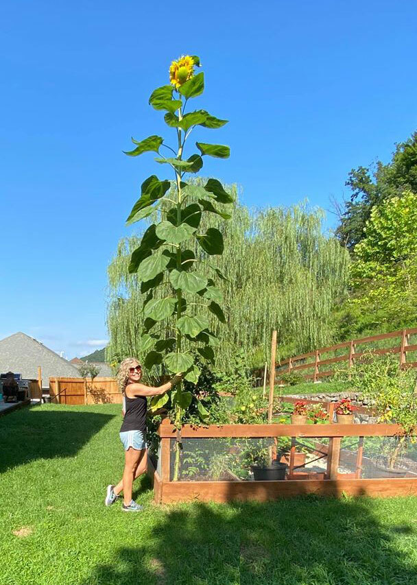 Helianthus sp.