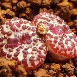This is Conophytum sp. The common name for this is Bleeding  Jelly Conophytum. Whimsy and Wonder Seeds sells the freshest of rare plant seeds. Other Common names for this rare succulent plant are: Bleeding Jelly Conophytum, Living Pebble, Lithops.. Check this Bleeding  Jelly Conophytum (Conophytum sp.) out along with all of  our other succulent plant seeds here at Whimsy and Wonder Seeds. We ship these succulent plants  seeds from Canada to anywhere in the World.
