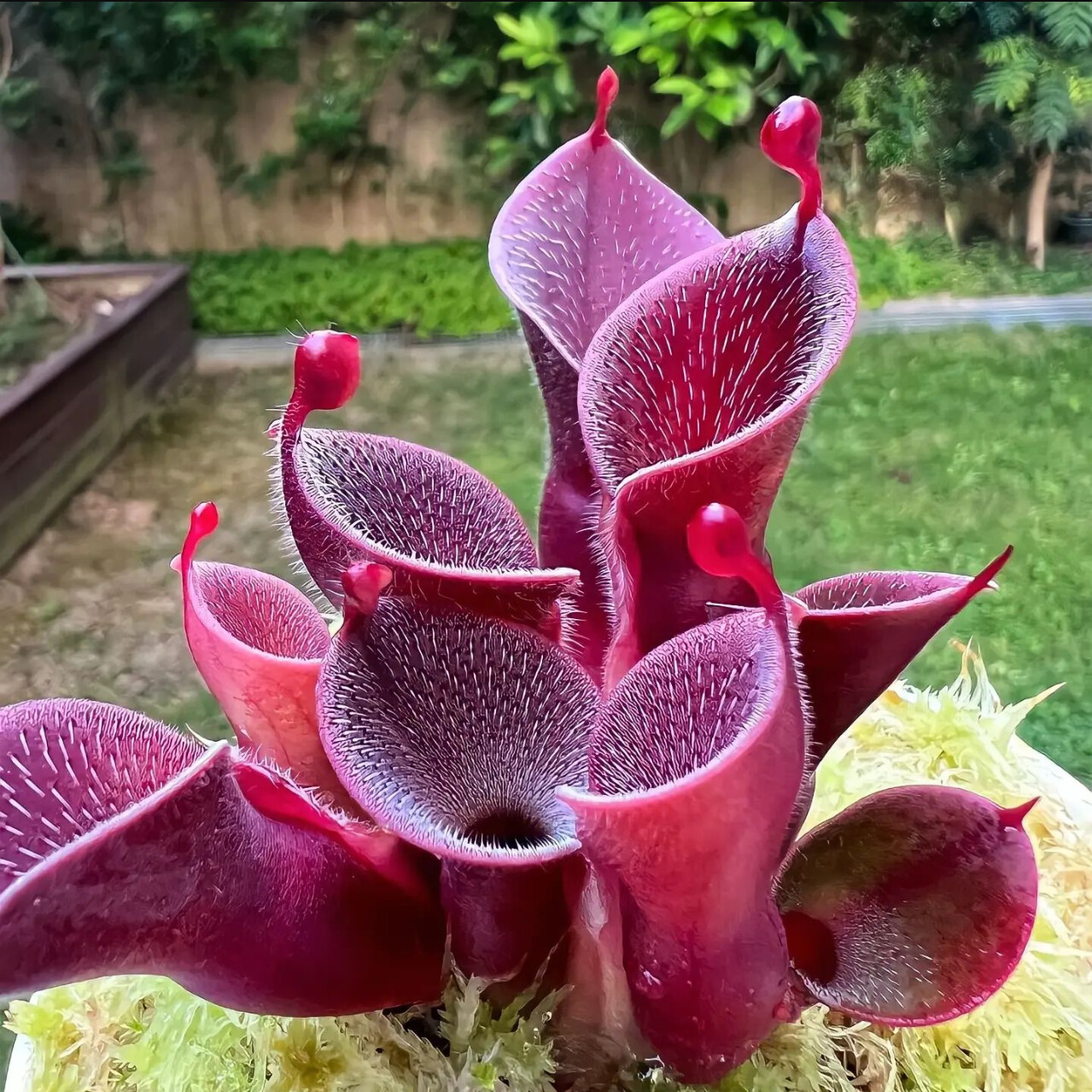 Sunny Marsh Pitcher Plant This is Heliamphora pulchella. The common name for this is Sunny Marsh Pitcher Plant. Whimsy and Wonder Seeds sells the freshest of rare plant seeds. Other Common names for this rare insectivorous plant are: Sunny Marsh Pitcher Plant: Yellow Pitcher Plant, Sarracenia Flava, Trumpet Pitcher Plant, Yellow Trumpet. Check this Sunny Marsh Pitcher Plant (Heliamphora pulchella) out along with all of our other carnivorous plant seeds here at Whimsy and Wonder Seeds. We ship these carnivorous plants seeds from Canada to anywhere in the World.