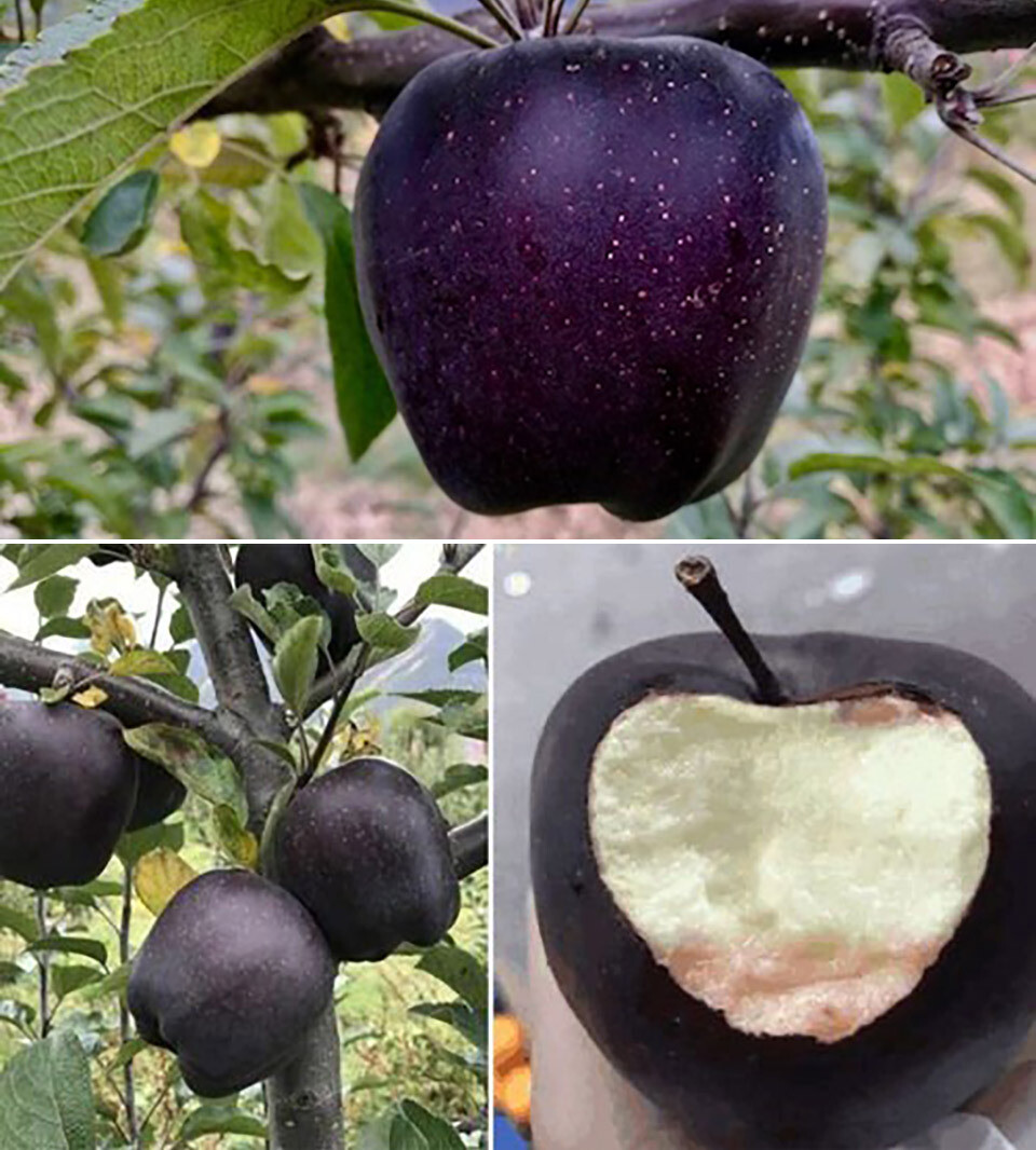 Black Diamond Apple Malus domestica 'Black Diamond' Rare Plant
