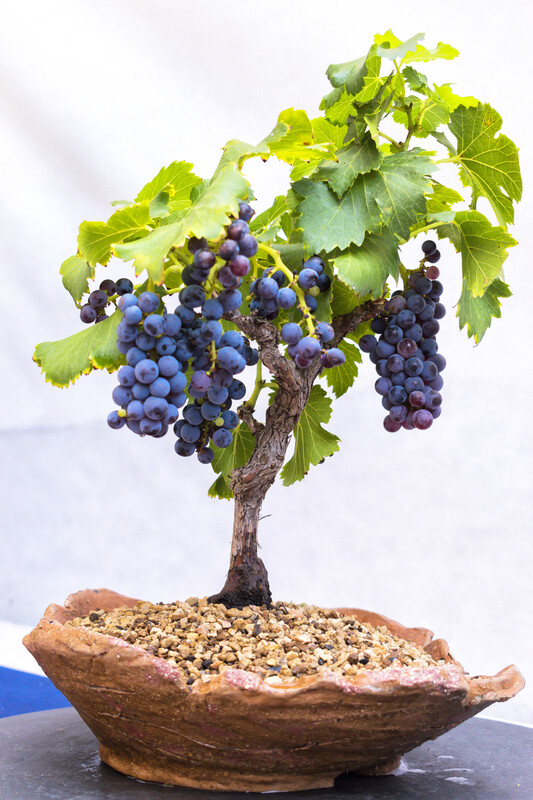 Dwarf Grape Bonsai Vitis vinifera Vitis vinifera Rare Plant Seeds
