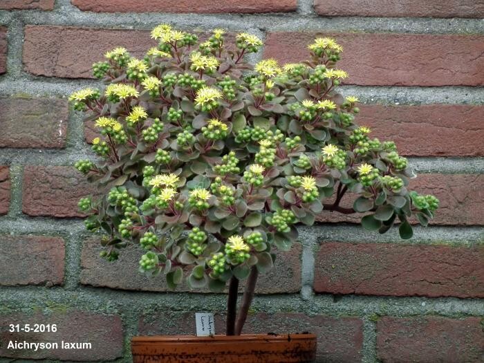 This is Aichryson laxum. The common name for this is Tree of Love.  Whimsy and Wonder Seeds sells the freshest of rare plant seeds. Other Common names for this rare succulent plant are: Tree of Love: Cordyline fruticosa, ti plant, Hawaiian good-luck-plant. Check this Tree of Love  (Aichryson laxum) out along with all of  our other succulent plant seeds here at Whimsy and Wonder Seeds. We ship these succulent plants  seeds from Canada to anywhere in the World.
