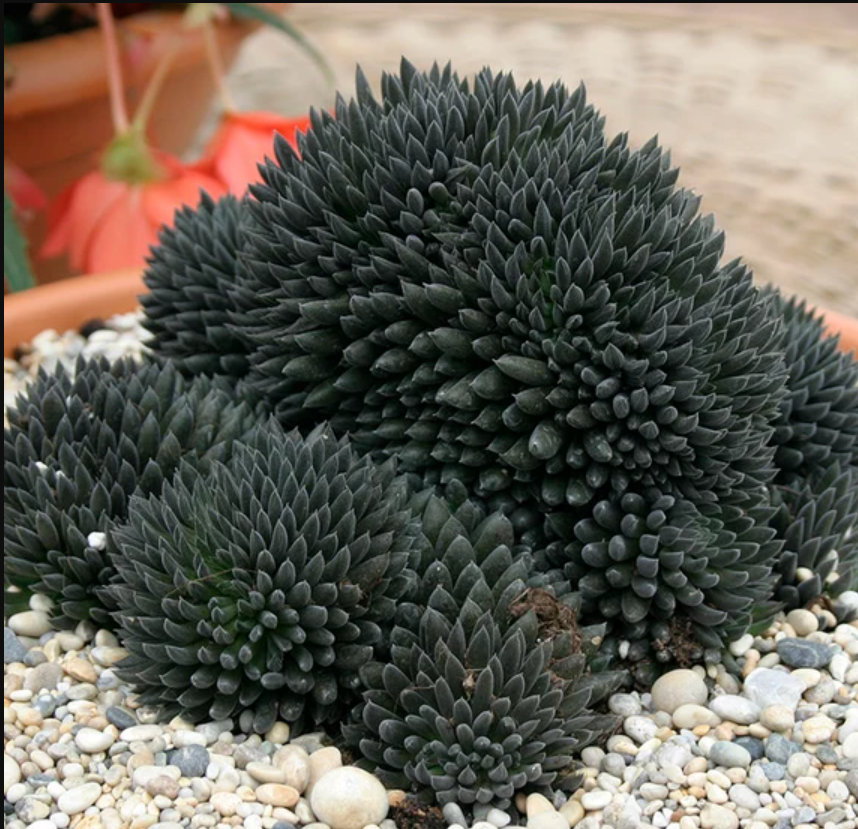 Sinocrassula yunnanensis