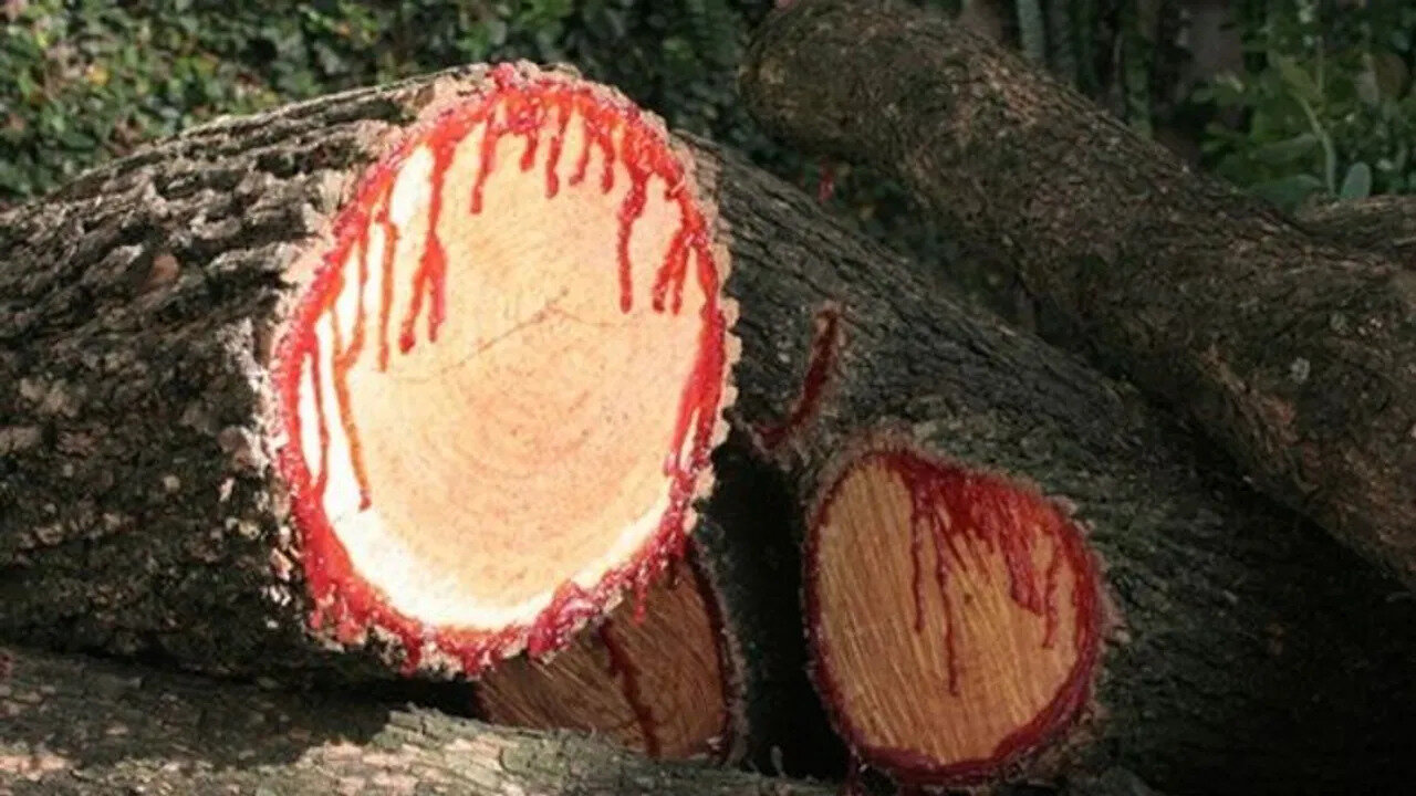 Bloodwood Tree Bleeding Tree Pterocarpus angolensis Rare Plant