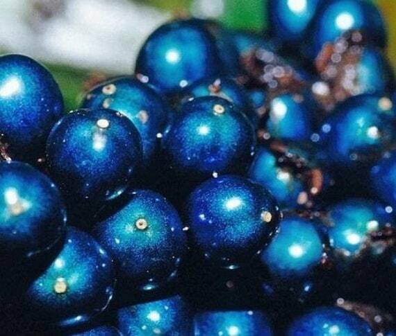 This is Pollia condensata. The common name for this is Marble Berry - Metallic Blue Pearl. Whimsy and Wonder Seeds sells the freshest of rare seeds. Other Common names for this rare plant species are: Marble Berry, Shine Berry, Blue Marble Berry. Check this Marble Berry - Metallic Blue Pearl (Pollia condensata) out along with all of our other rare  and exotics plant seeds here at Whimsy and Wonder Seeds. We ship these rare seeds from Canada to anywhere in the World.