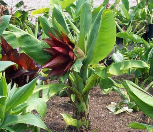 Ensete lecongkietii