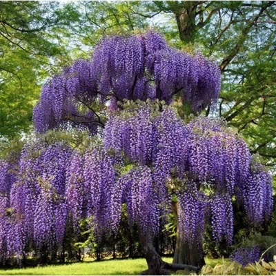 【あうん】Chocolate x Wisteria Best Selling Products – Tagged 