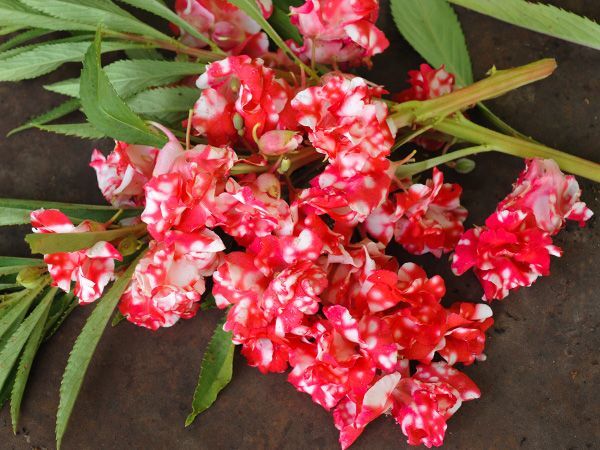 Impatiens balsamina