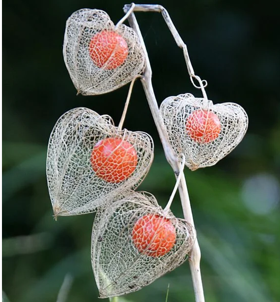 Physalis alkekengi