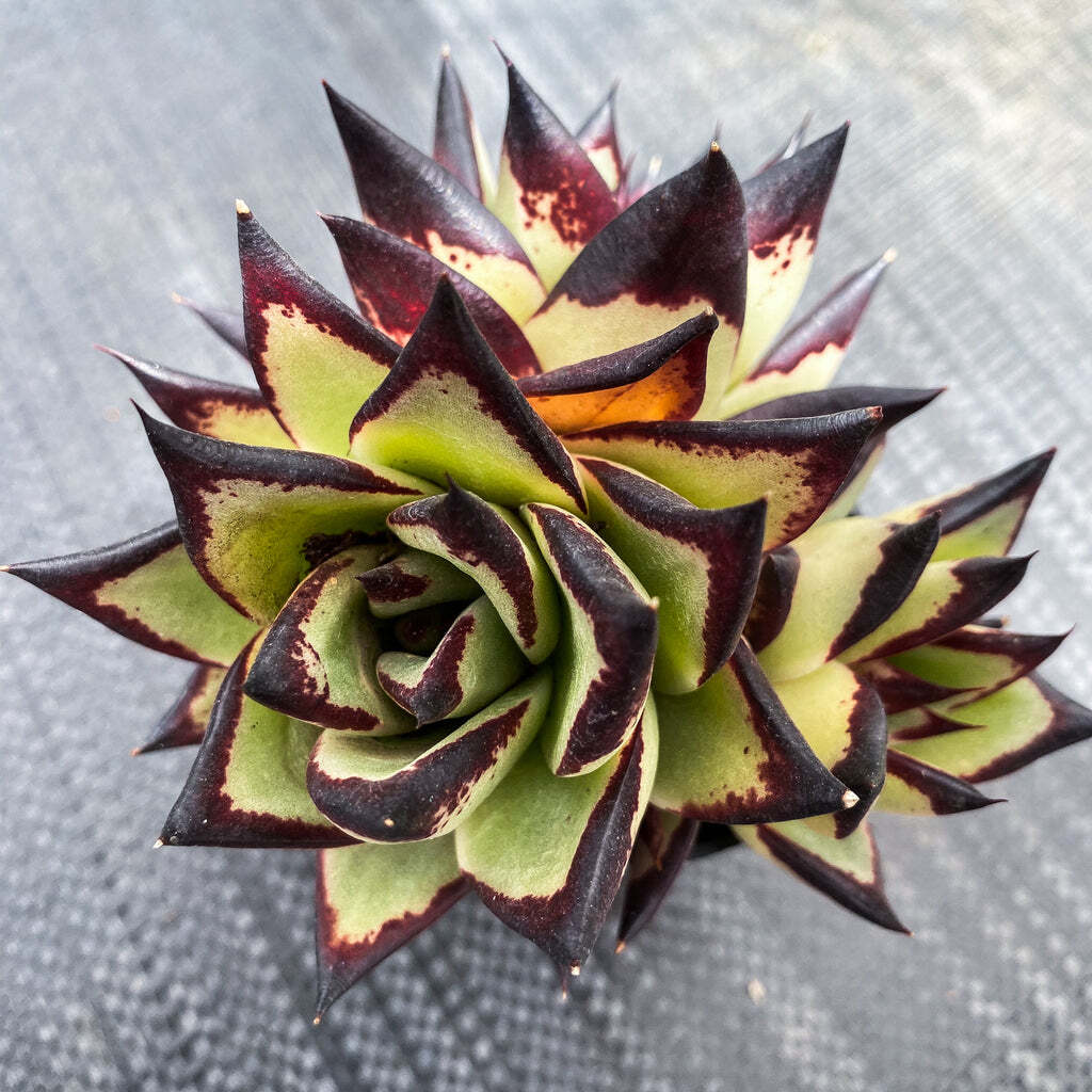 Echeveria agavoides ‘Ebony’