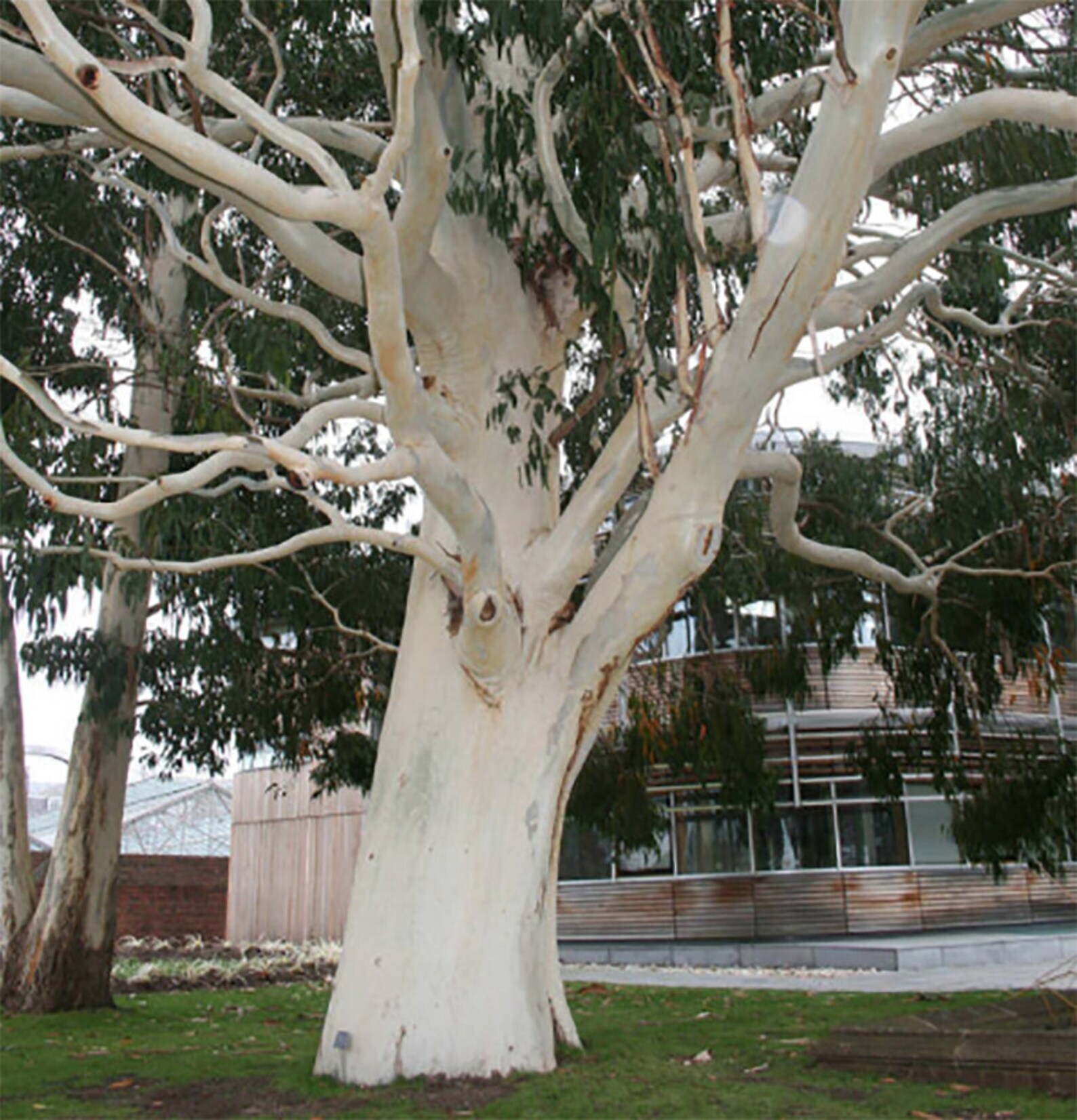 Eucalyptus dalrympleana