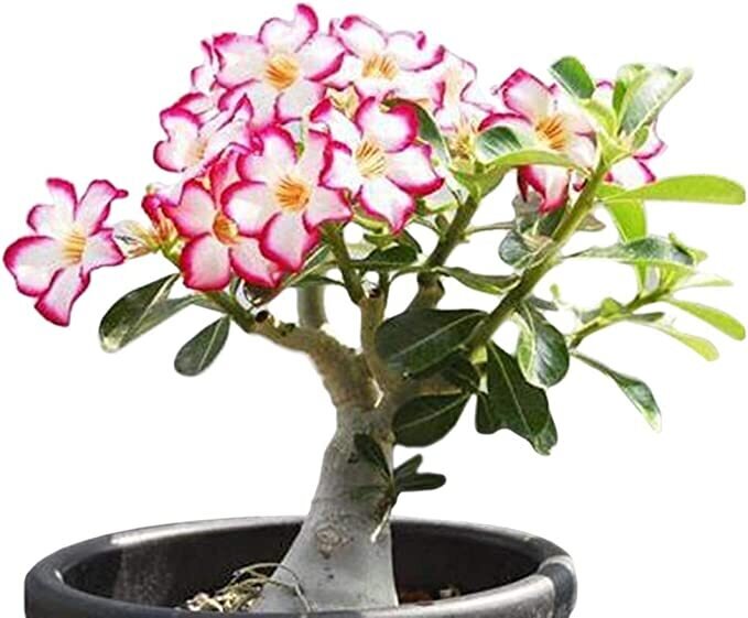 This is Adenium arabicum . The common name for this is Pink Desert Rose Bonsai Tree Whimsy and Wonder Seeds sells the freshest of rare plant seeds. Other Common names for this rare bonsai tree plant are:Pink Desert Rose Bonsai Tree: Pink desert rose, Adenium obesum, Bonsai adenium, Sabi star. Check this Pink Desert Rose Bonsai Tree (Adenium arabicum ) out along with all of  our other Bonsai Trees plant seeds here at Whimsy and Wonder Seeds. We ship these bonsai tree plants  seeds from Canada to anywhere in the World.