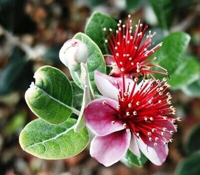 This is Acca sellowiana . The common name for this is Pineapple Guava (Feijoa). Whimsy and Wonder Seeds sells the freshest of rare fruit seeds. Other Common names for this exotic fruit species are: Pineapple Guava (Feijoa): Feijoa, Pineapple guava, Guavasteen. Check this Pineapple Guava (Feijoa) (Acca sellowiana ) out along with all of our other Rare  and Exotic Fruit plant seeds here at Whimsy and Wonder Seeds. We ship these exotic fruit plants seeds  from Canada to anywhere in the World.