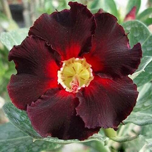 This is Adenium obesum. The common name for this is Crimson Desert Rose Bonsai Tree. Whimsy and Wonder Seeds sells the freshest of rare plant seeds. Other Common names for this rare bonsai tree plant are: Crimson Desert Rose Bonsai Tree - Adenium, Impala Lily, Desert Rose. Check this Crimson Desert Rose Bonsai Tree (Adenium obesum) out along with all of  our other Bonsai Trees plant seeds here at Whimsy and Wonder Seeds. We ship these bonsai tree plants  seeds from Canada to anywhere in the World.