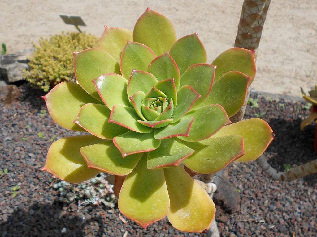 This is Aeonium lancerottense. The common name for this is Lanzarote Aeonium. Whimsy and Wonder Seeds sells the freshest of rare plant seeds. Other Common names for this rare succulent plant are: Lanzarote Aeonium: Aeonium arboreum, Tree Aeonium, Houseleek Tree. Check this Lanzarote Aeonium (Aeonium lancerottense) out along with all of  our other succulent plant seeds here at Whimsy and Wonder Seeds. We ship these succulent plants  seeds from Canada to anywhere in the World.

