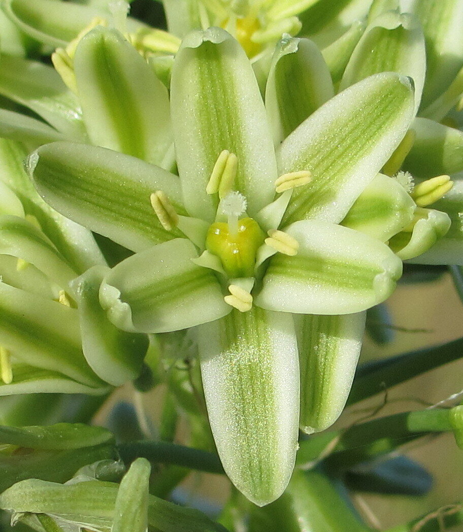 This is Albuca canadensis. The common name for this is Slime Lily. Whimsy and Wonder Seeds sells the freshest of rare plant seeds. Other Common names for this rare succulent plant are: Slime Lily: Red-leaved gasteria, Gasteria verrucosa &#39;Rubra&#39;. Check this Slime Lily (Albuca canadensis) out along with all of  our other succulent plant seeds here at Whimsy and Wonder Seeds. We ship these succulent plants  seeds from Canada to anywhere in the World.

