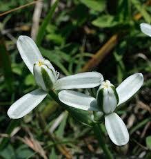 Albuca setosa