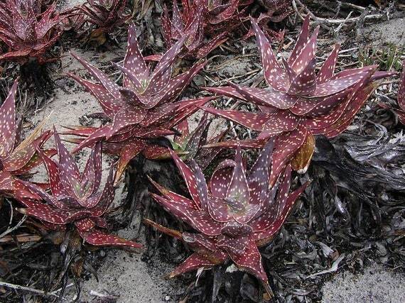 Aloe arenicola