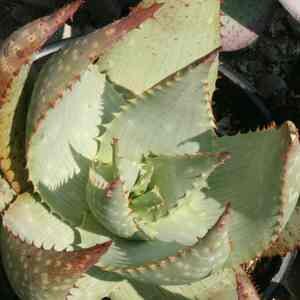 This is Aloe hereroensis . The common name for this is Sand Aloe. Whimsy and Wonder Seeds sells the freshest of rare plant seeds. Other Common names for this rare succulent plant are:Sand Aloe: Coral Aloe, Sand Aloe. Check this Sand Aloe (Aloe hereroensis ) out along with all of  our other succulent plant seeds here at Whimsy and Wonder Seeds. We ship these succulent plants  seeds from Canada to anywhere in the World.

