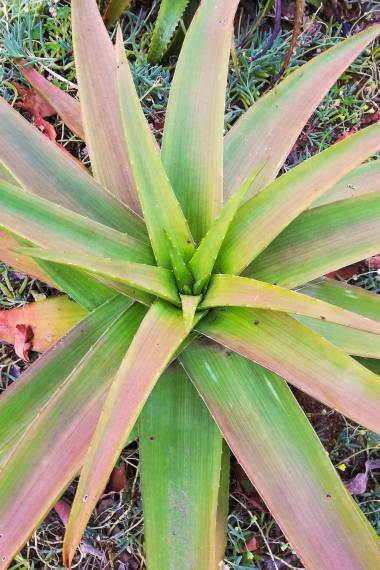 Aloe ikiorum