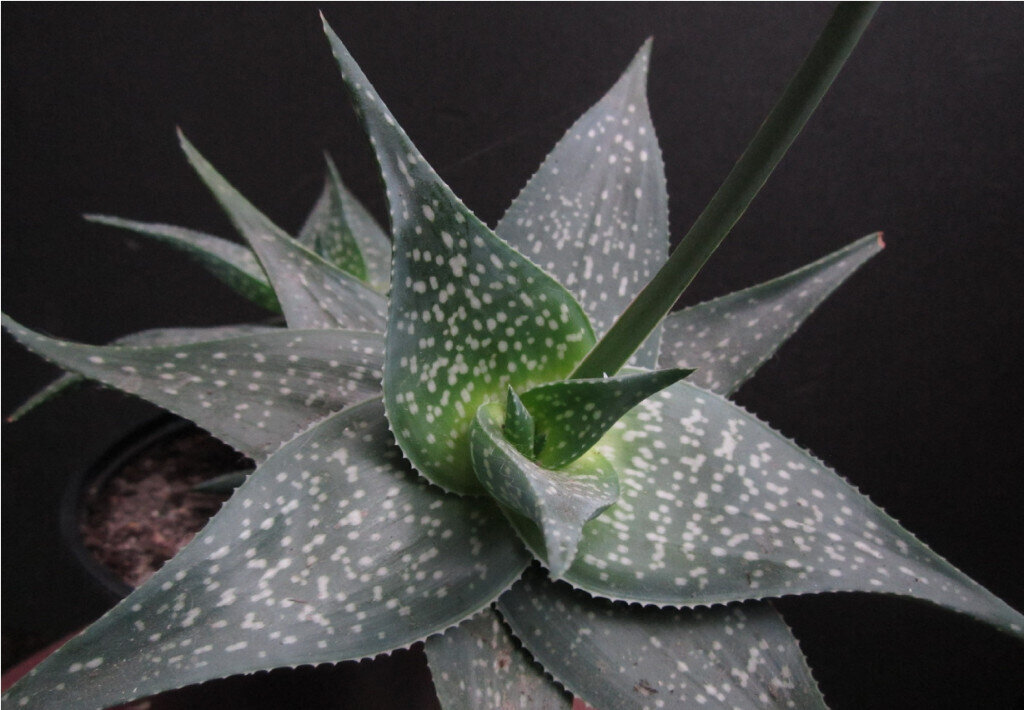 This is Aloe imalotensis var. longeracemosa . The common name for this is Smooth Aloe. Whimsy and Wonder Seeds sells the freshest of rare plant seeds. Other Common names for this rare succulent plant are: Smooth Aloe: Red aloe, Pink aloe. Check this Smooth Aloe (Aloe imalotensis var. longeracemosa) out along with all of  our other succulent plant seeds here at Whimsy and Wonder Seeds. We ship these succulent plants  seeds from Canada to anywhere in the World.
