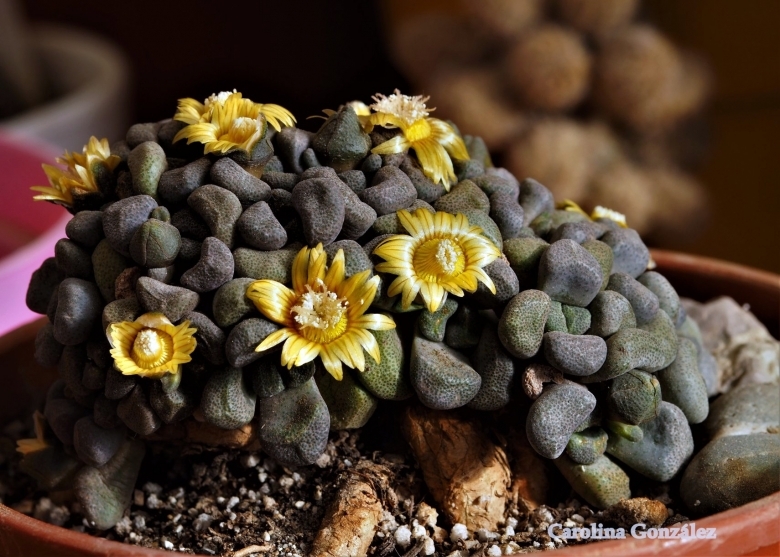 Aloinopsis schooneesii