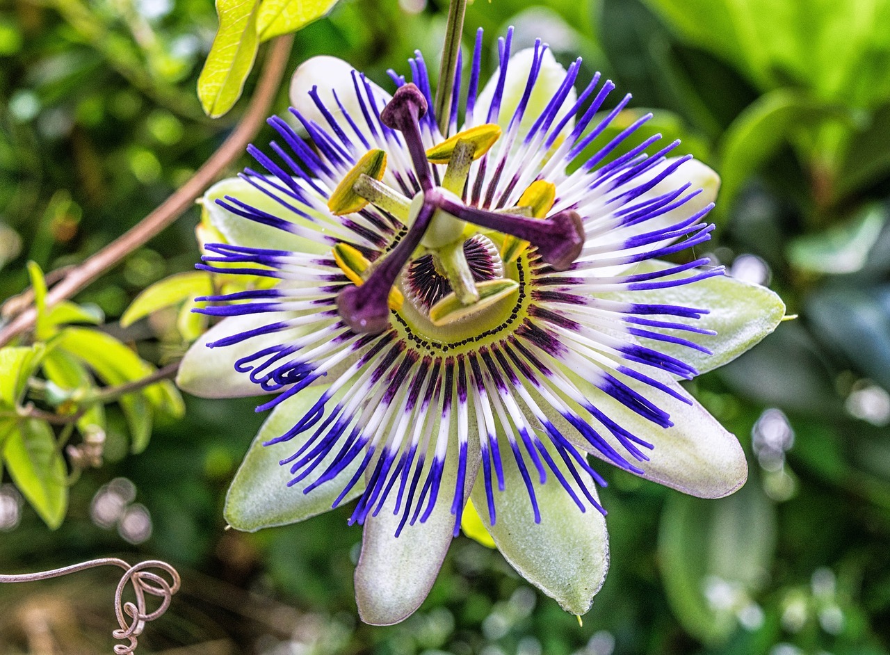 Passiflora ligularis