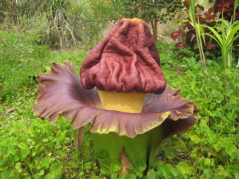 This is Amorphophallus paeoniifolius. The common name for this is Elephant Foot Yam. Whimsy and Wonder Seeds sells the freshest of rare seeds. Other Common names for this rare plant species are: Elephant Foot Yam: Amorphophallus paeoniifolius (also known as Elephant Yam or Whitespot Giant Arum). Check this Elephant Foot Yam (Amorphophallus paeoniifolius) out along with all of our other rare  and exotics plant seeds here at Whimsy and Wonder Seeds. We ship these rare seeds from Canada to anywhere in the World.