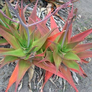 This is Aloe mandotoensis. The common name for this is Mando Aloe. Whimsy and Wonder Seeds sells the freshest of rare plant seeds. Other Common names for this rare succulent plant are: Madagascar Aloe, Fanaloka Aloe. Check this Mando Aloe (Aloe mandotoensis) out along with all of  our other succulent plant seeds here at Whimsy and Wonder Seeds. We ship these succulent plants  seeds from Canada to anywhere in the World.
