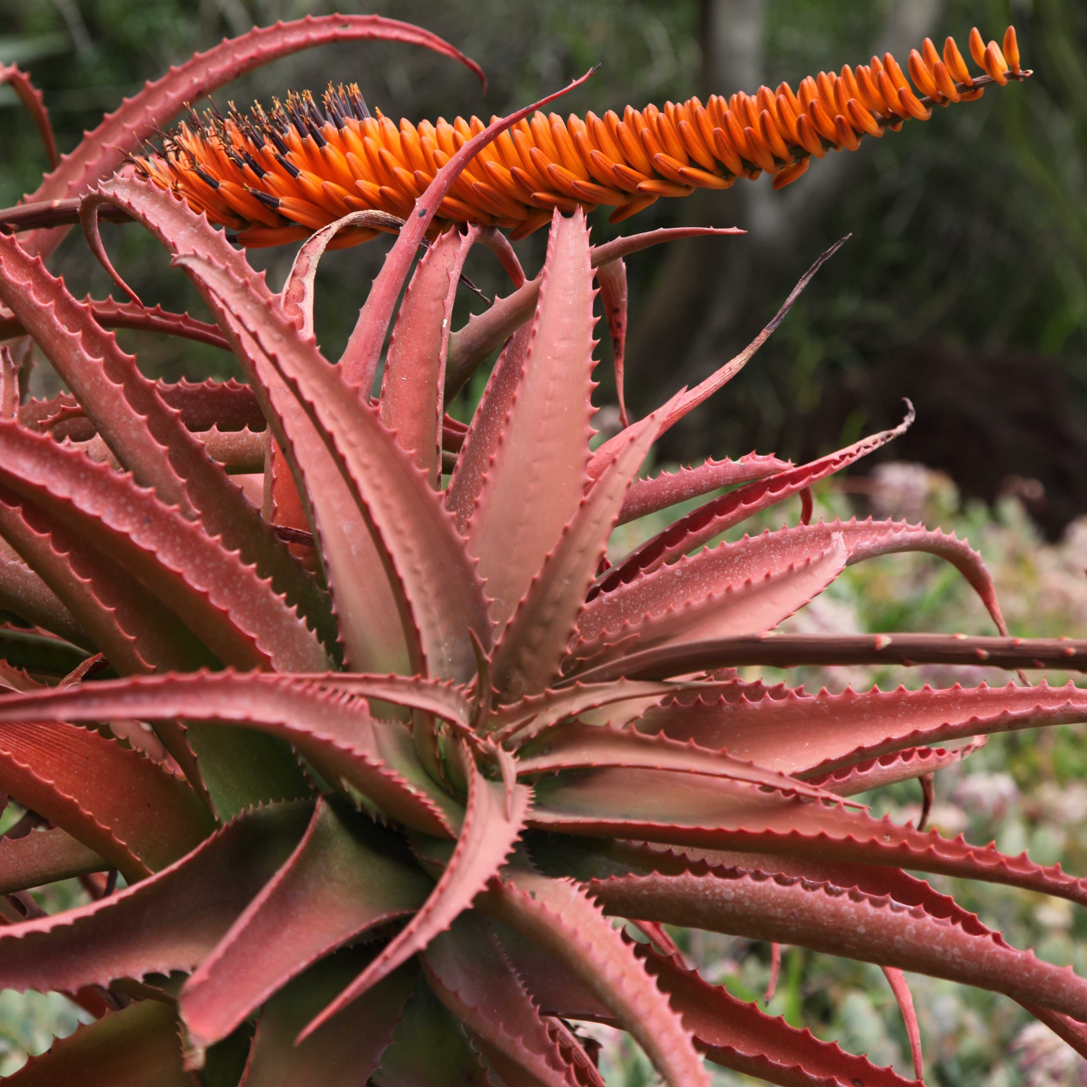 Aloe mawii