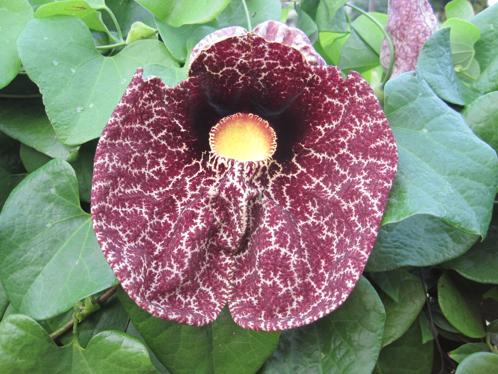 Aristolochia littoralis