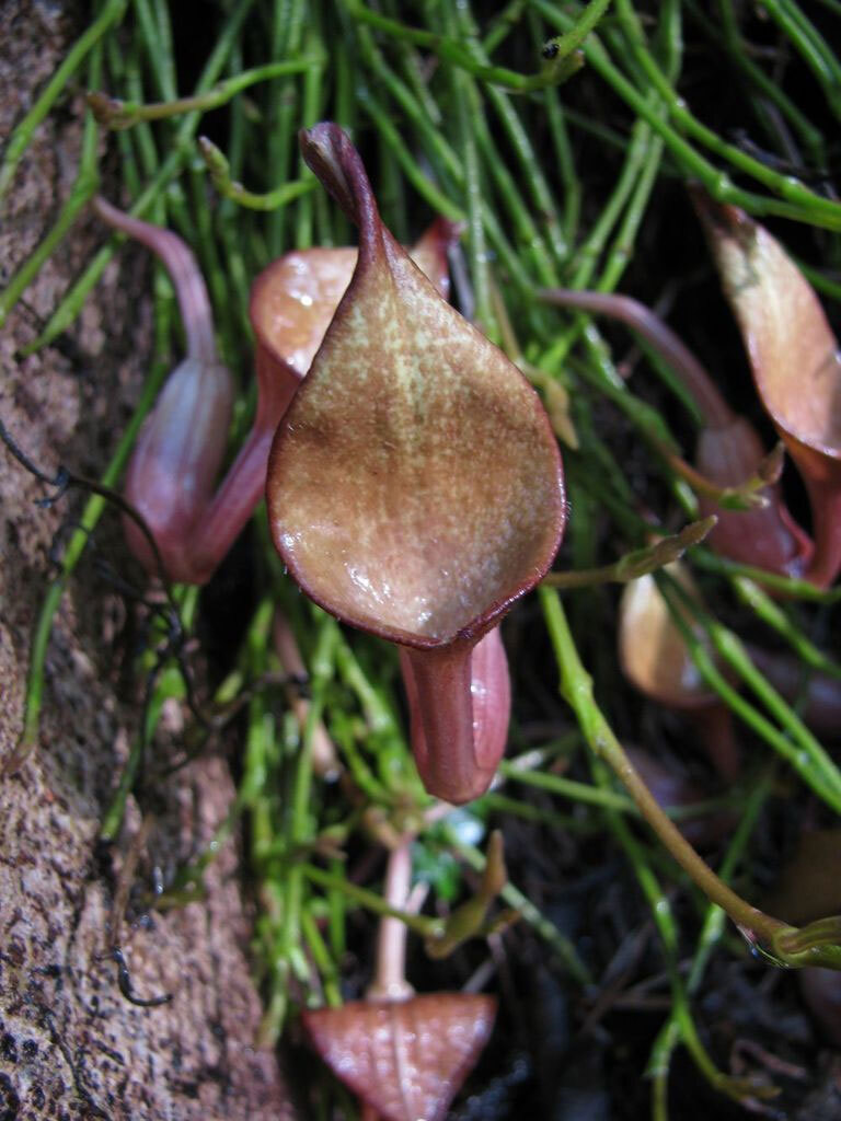 Aristolochia maxima