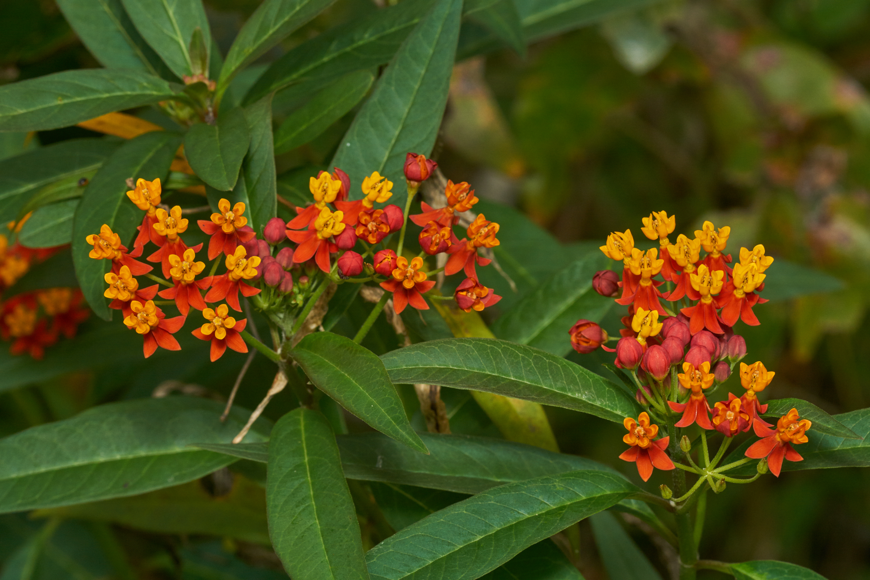 Asclepias curassavica