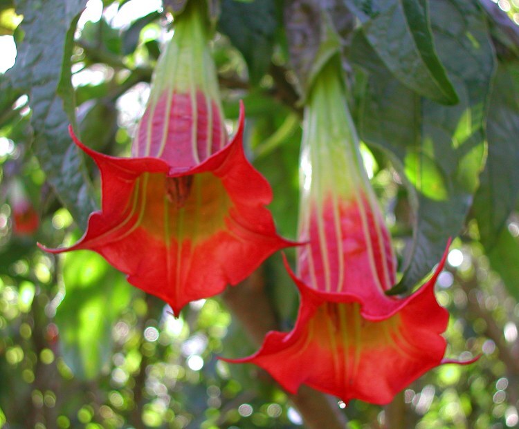 Brugmansia sanguinea