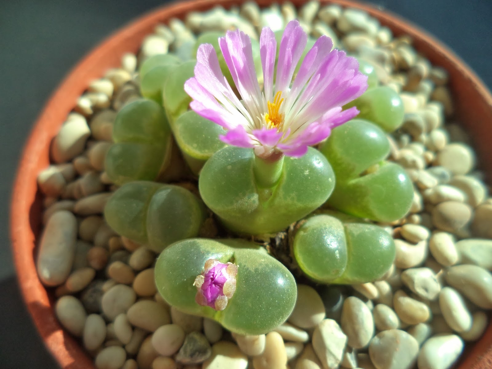 Conophytum limpidum