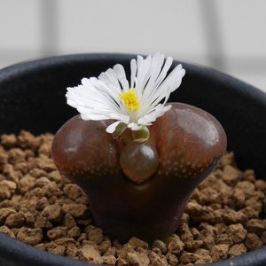 Conophytum verrucosum