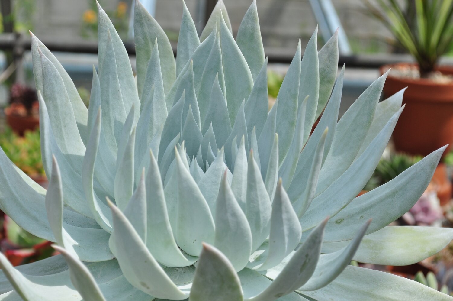 This is Dudleya brittonii. The common name for this is Britton&#39;s Liveforever. Whimsy and Wonder Seeds sells the freshest of rare plant seeds. Other Common names for this rare succulent plant are: Britton&#39;s Liveforever, Dudleya brittonii, Chalk Liveforever.. Check this Britton&#39;s Liveforever (Dudleya brittonii) out along with all of  our other succulent plant seeds here at Whimsy and Wonder Seeds. We ship these succulent plants  seeds from Canada to anywhere in the World.
