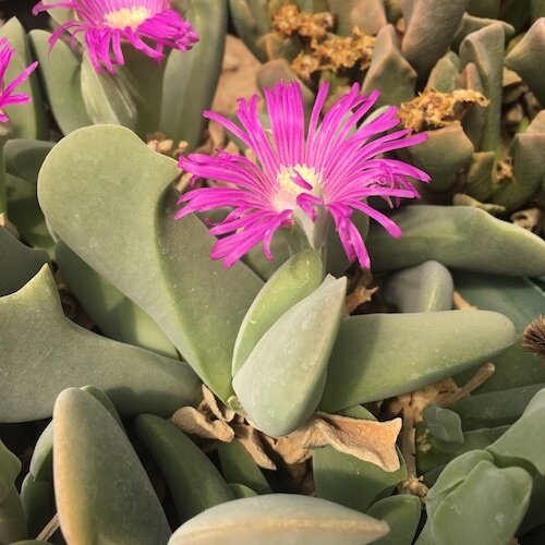 This is Gibbaeum velutinum &#39;Pink&#39; . The common name for this is Shark Beak - Pink. Whimsy and Wonder Seeds sells the freshest of rare plant seeds. Other Common names for this rare succulent plant are: Shark Beak - Pink: Red shark tooth, Shark&#39;s mouth plant. Check this Shark Beak - Pink (Gibbaeum velutinum &#39;Pink&#39; ) out along with all of  our other succulent plant seeds here at Whimsy and Wonder Seeds. We ship these succulent plants  seeds from Canada to anywhere in the World.
