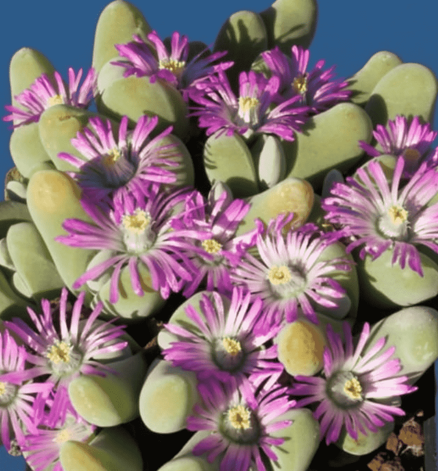 Shark Beak - Pink with White This is Gibbaeum velutinum 'Schwantesii' . The common name for this is Shark Beak - Pink with White. Whimsy and Wonder Seeds sells the freshest of rare plant seeds. Other Common names for this rare succulent plant are: Shark Beak - Pink: Red shark tooth, Shark's mouth plant. Check this Shark Beak - Pink with White (Gibbaeum velutinum 'Schwantesii' ) out along with all of our other succulent plant seeds here at Whimsy and Wonder Seeds. We ship these succulent plants seeds from Canada to anywhere in the World.