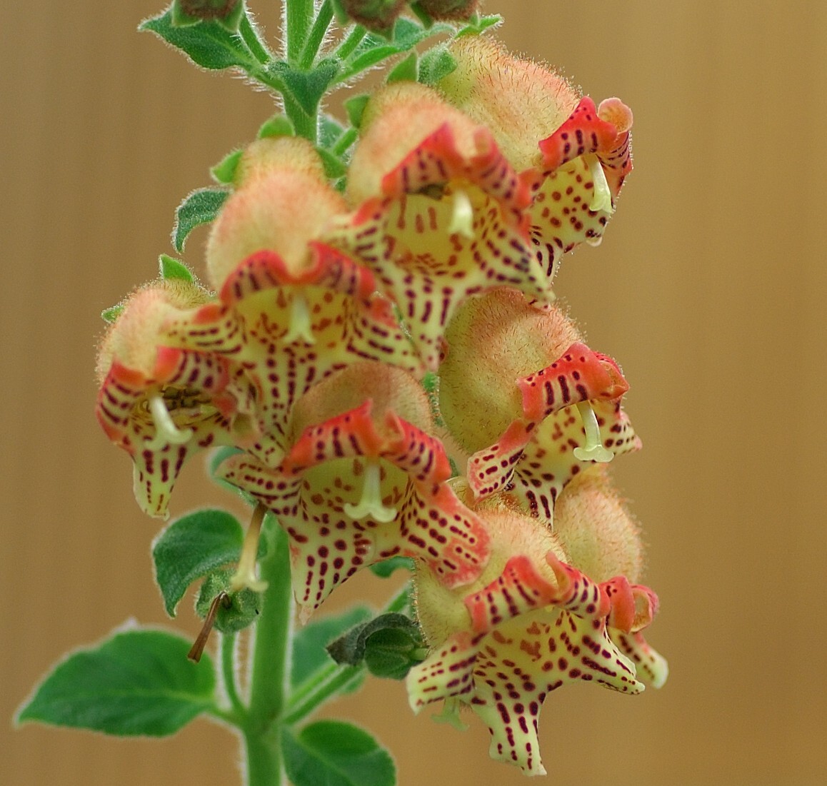 Kohleria allenii