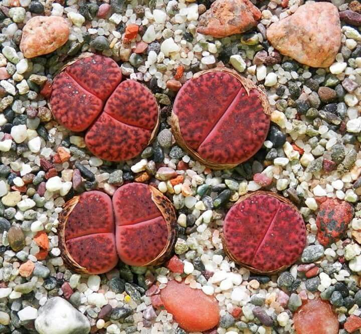 Lithops glaudinae 'Embers'