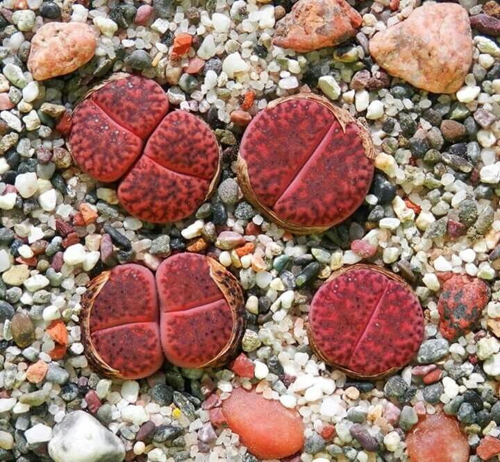 This is Lithops glaudinae &#39;Embers&#39;. The common name for this is Ember Lithops. Whimsy and Wonder Seeds sells the freshest of rare plant seeds. Other Common names for this rare succulent plant are: Ember Lithops: Lithops optica (also known as Living Stones or Flowering Stones). Check this Ember Lithops (Lithops glaudinae &#39;Embers&#39; ) out along with all of  our other succulent plant seeds here at Whimsy and Wonder Seeds. We ship these succulent plants  seeds from Canada to anywhere in the World.
