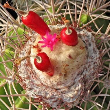 This is Melocactus curvispinus. The common name for this is Melon Cactus. Whimsy and Wonder Seeds sells the freshest of rare plant seeds. Other Common names for this rare cactus species are: Turk&#39;s Cap Cactus, Melon Cactus, Turk&#39;s Turban, Mother-in-Law&#39;s Cushion. Check this Melon Cactus (Melocactus curvispinus) out along with all of  our other cacti plant seeds here at Whimsy and Wonder Seeds. We ship these cactus plants seeds from  Canada to anywhere in the World.