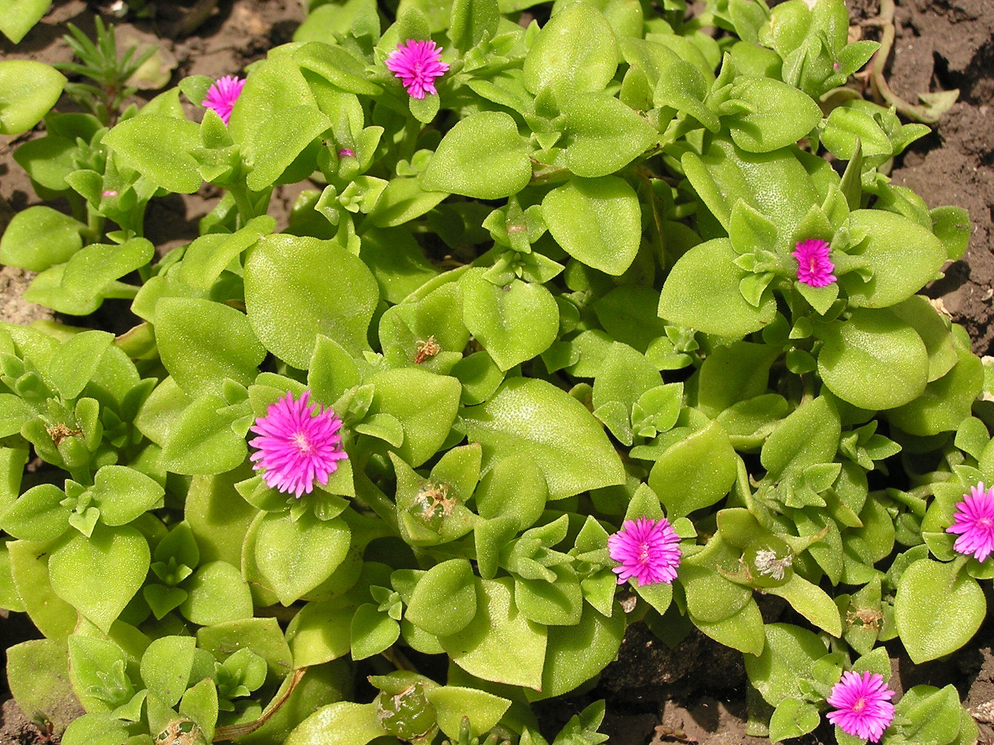 Mesembryanthemum cordifolium / Aptenia cordifolia