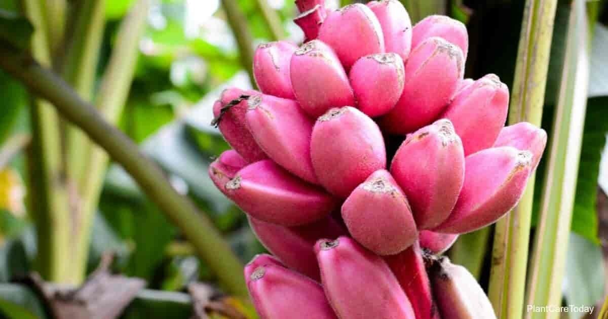 This is Musa velutina . The common name for this is Pink Banana. Whimsy and Wonder Seeds sells the freshest of rare fruit seeds. Other Common names for this exotic fruit species are: Pink Banana: Pink velvet banana, Pink banana plant, Musa velutina. Check this Pink Banana (Musa velutina ) out along with all of our other Rare  and Exotic Fruit plant seeds here at Whimsy and Wonder Seeds. We ship these exotic fruit plants seeds  from Canada to anywhere in the World.