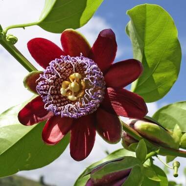 This is Passiflora alata . The common name for this is Winged-Stem Passion Fruit Flower. Whimsy and Wonder Seeds sells the freshest of rare fruit seeds. Other Common names for this exotic fruit species are: Winged-Stem Passion Fruit Flower: Passiflora Alata, Winged Passion Flower, Fragrant Granadilla, Perfumed Passion Fruit. Check this Winged-Stem Passion Fruit Flower (Passiflora alata) out along with all of our other Rare  and Exotic Fruit plant seeds here at Whimsy and Wonder Seeds. We ship these exotic fruit plants seeds  from Canada to anywhere in the World.