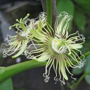Passiflora auriculata