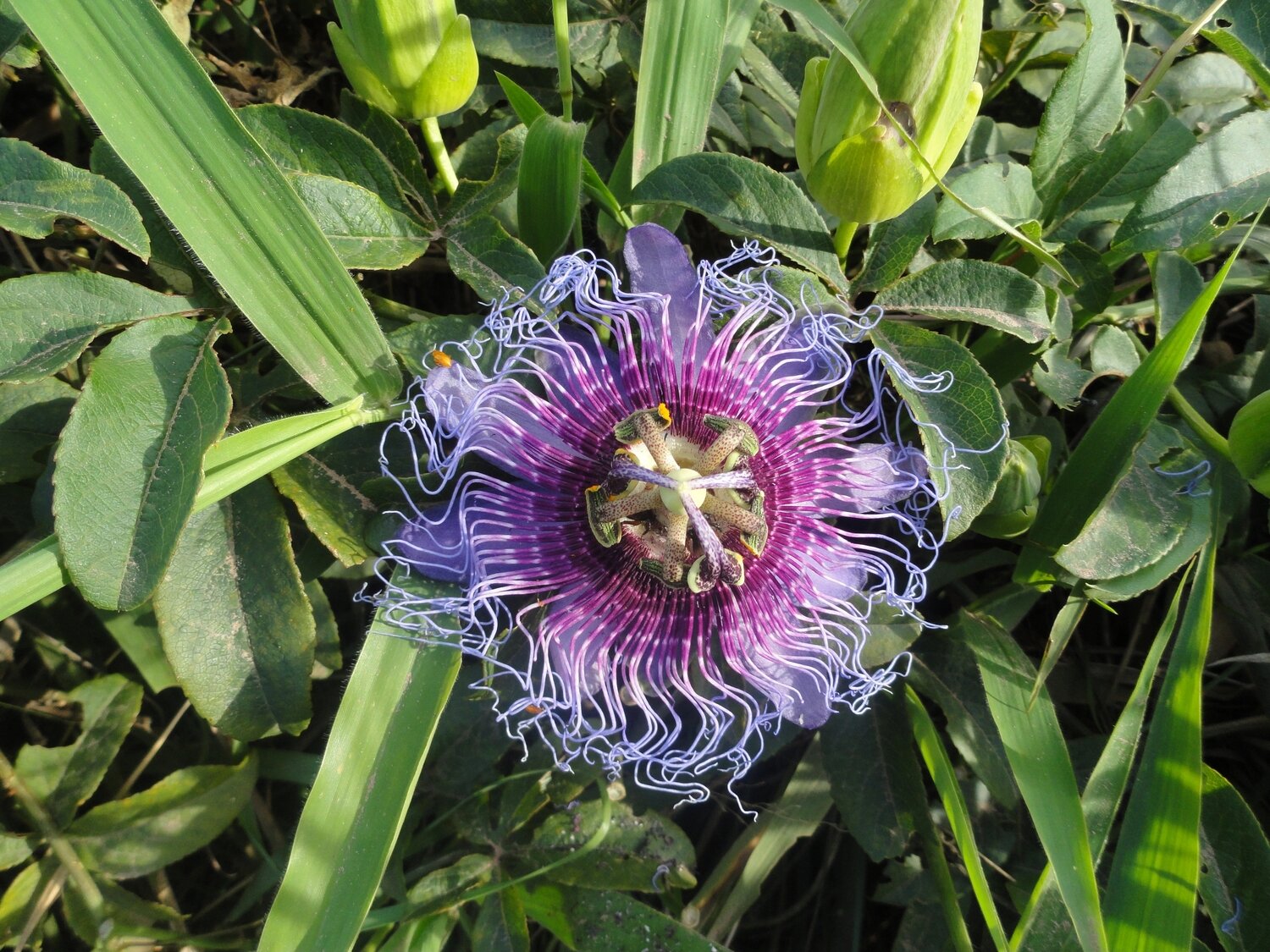 Shark Passion Fruit Flower This is Passiflora cincinnata. The common name for this is Shark Passion Fruit Flower. Whimsy and Wonder Seeds sells the freshest of rare fruit seeds. Other Common names for this exotic fruit species are: Shark Passion Fruit Flower: Red passionflower, Passiflora coccinea. Check this Shark Passion Fruit Flower (Passiflora cincinnata) out along with all of our other Rare and Exotic Fruit plant seeds here at Whimsy and Wonder Seeds. We ship these exotic fruit plants seeds from Canada to anywhere in the World.