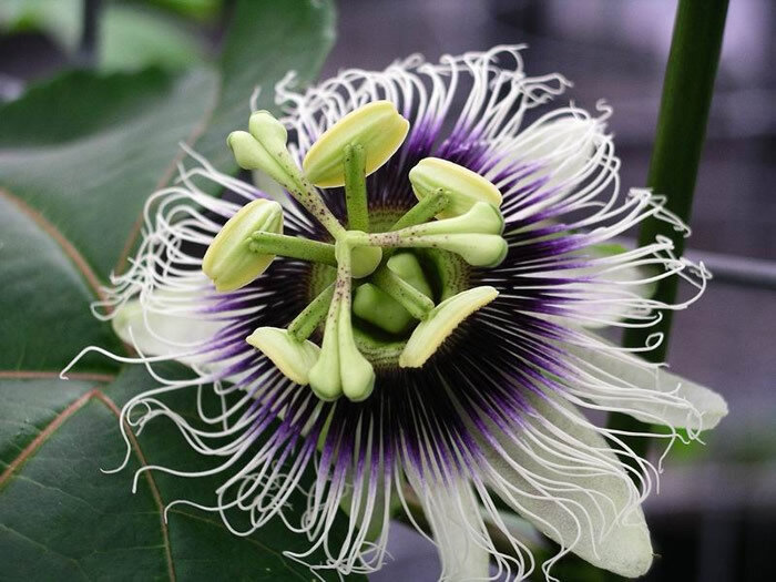 Passion Fruit Flower This is Passiflora edulis f. flavicarpa . The common name for this is Passion Fruit Flower. Whimsy and Wonder Seeds sells the freshest of rare fruit seeds. Other Common names for this exotic fruit species are: Passion Fruit Flower: Passiflora, Passionflower, Maypop, Granadilla, Maracuja. Check this Passion Fruit Flower (Passiflora edulis f. flavicarpa) out along with all of our other Rare and Exotic Fruit plant seeds here at Whimsy and Wonder Seeds. We ship these exotic fruit plants seeds from Canada to anywhere in the World.